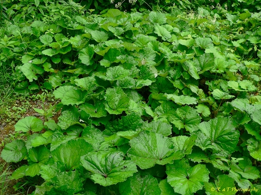 {Tussilago farfara}